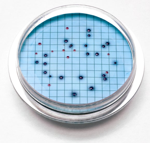 Prepared agar plates m-ColiBlue24, pk/15