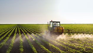Tractor spraying rows of soybean crop